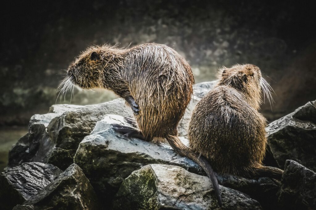 Two wet beavers sitting on rocks in their natural habitat, showcasing wildlife beauty.